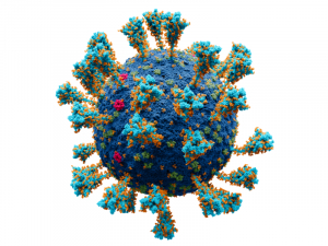 Ilustración de un coronavirus. Crédito imagen: Gentileza Alexey Solodovnikov y Valeria Arkhipova - Wikipedia